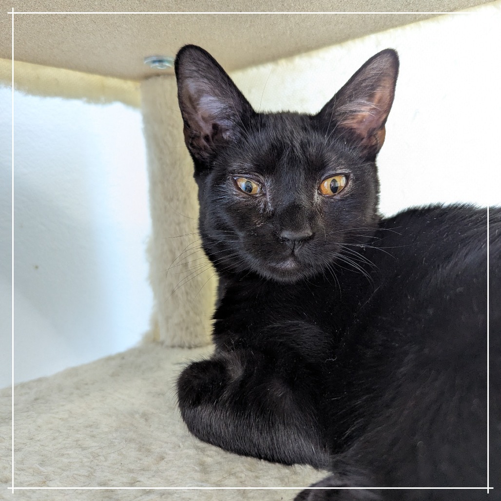Illya, an adoptable Domestic Medium Hair in Meridian, ID, 83680 | Photo Image 3