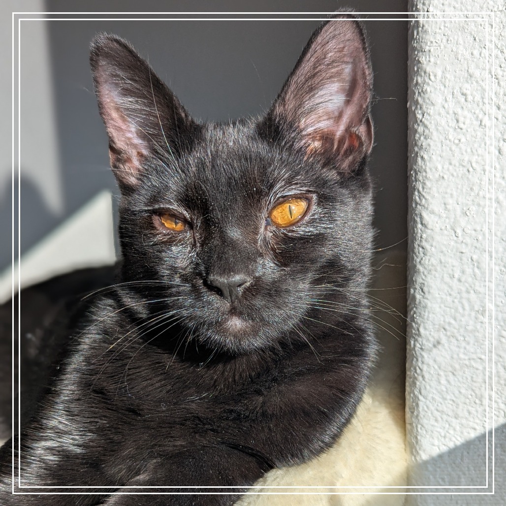 Illya, an adoptable Domestic Medium Hair in Meridian, ID, 83680 | Photo Image 4