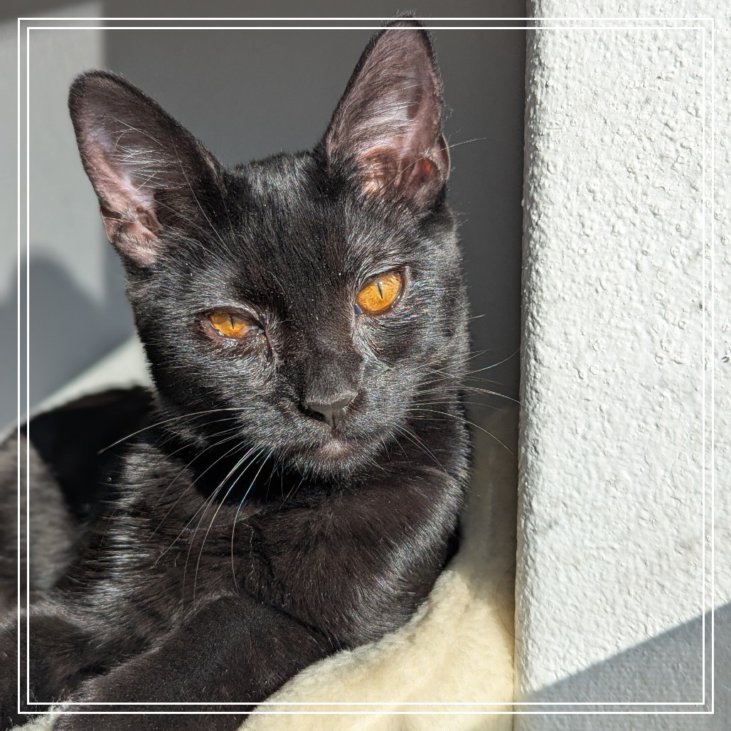 Illya, an adoptable Domestic Medium Hair in Meridian, ID, 83680 | Photo Image 5