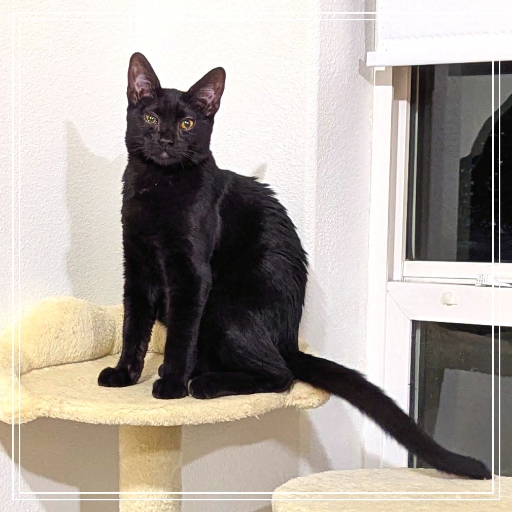 Illya, an adoptable Domestic Medium Hair in Meridian, ID, 83680 | Photo Image 6