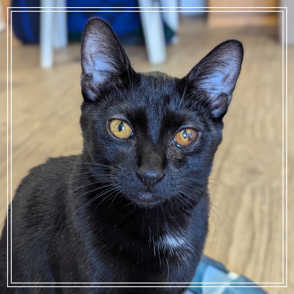 Napoleon, an adoptable Domestic Short Hair in Meridian, ID, 83680 | Photo Image 2