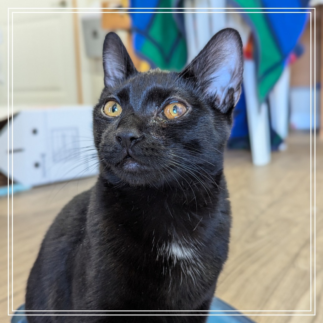 Napoleon, an adoptable Domestic Short Hair in Meridian, ID, 83680 | Photo Image 3