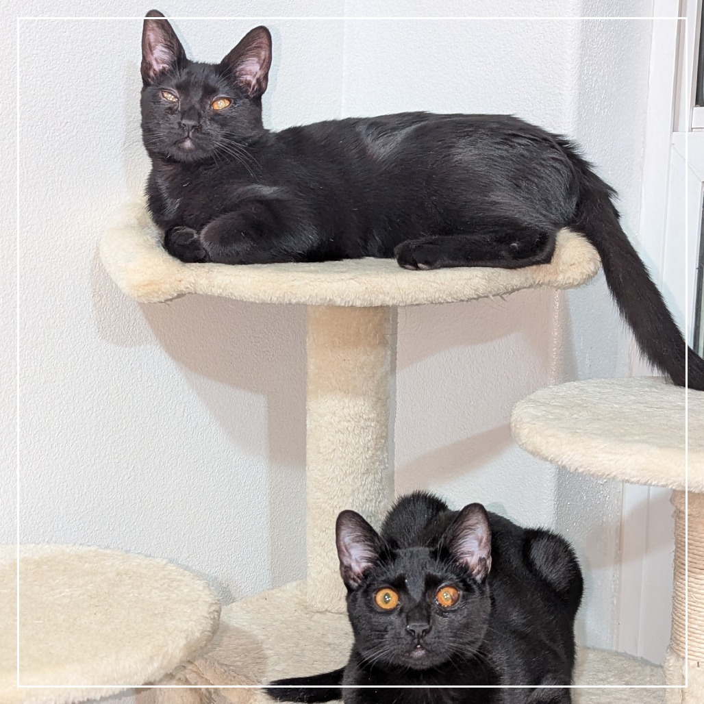 Napoleon, an adoptable Domestic Short Hair in Meridian, ID, 83680 | Photo Image 4