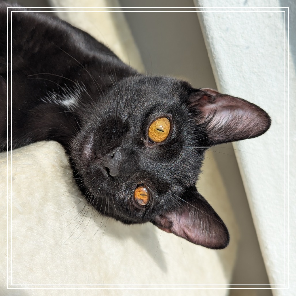 Napoleon, an adoptable Domestic Short Hair in Meridian, ID, 83680 | Photo Image 5