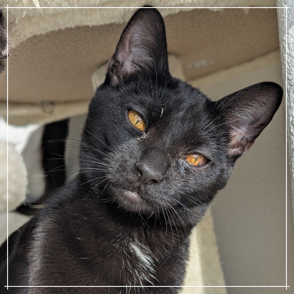 Napoleon, an adoptable Domestic Short Hair in Meridian, ID, 83680 | Photo Image 6