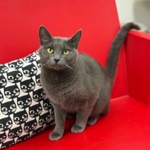 Lourdes, Adult Female Domestic Short Hair