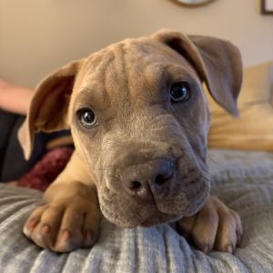 JASPER Mixed Breed Dog