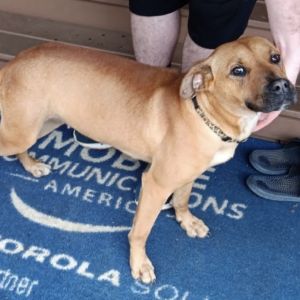LOLA Black Mouth Cur Dog