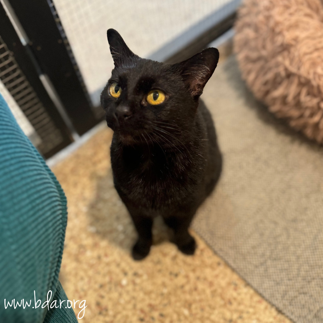 Shadow, an adoptable Domestic Short Hair in Cheyenne, WY, 82009 | Photo Image 1