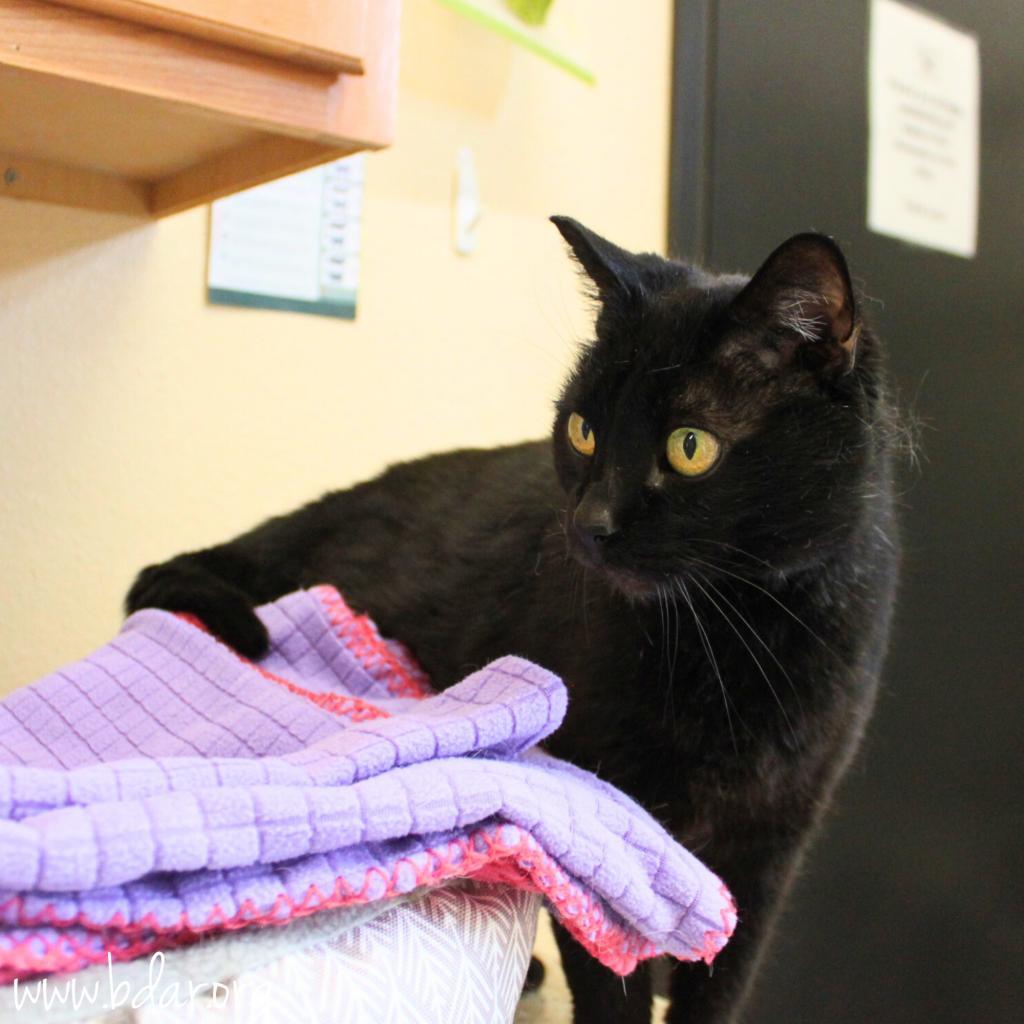 Shadow, an adoptable Domestic Short Hair in Cheyenne, WY, 82009 | Photo Image 2