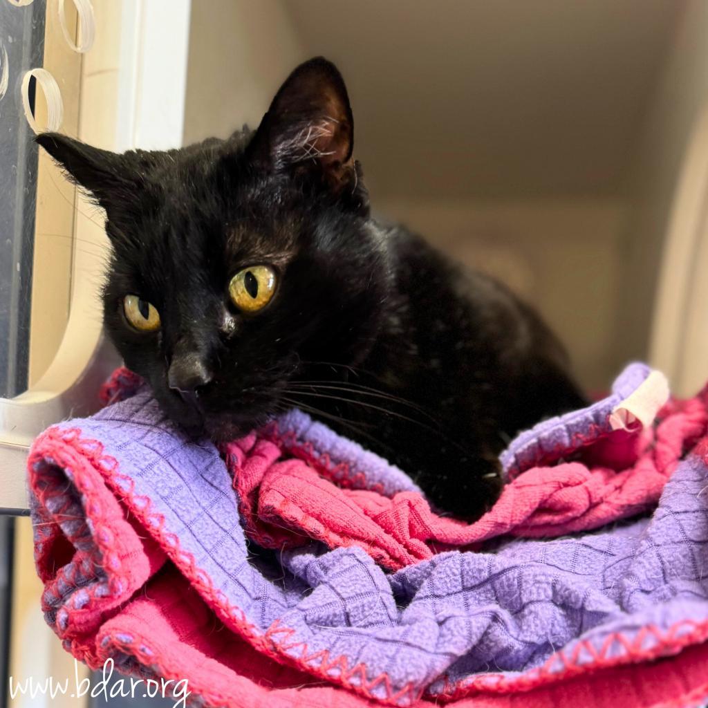 Shadow, an adoptable Domestic Short Hair in Cheyenne, WY, 82009 | Photo Image 3