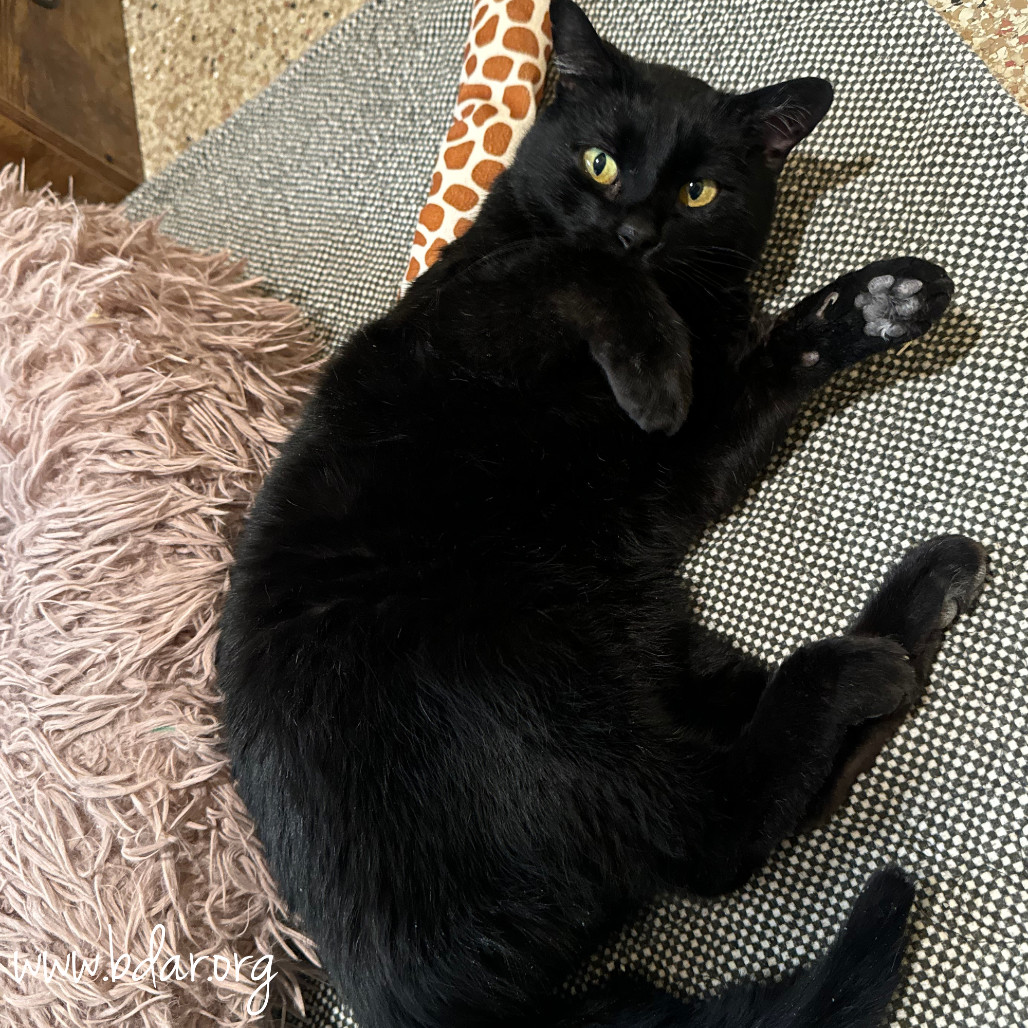 Shadow, an adoptable Domestic Short Hair in Cheyenne, WY, 82009 | Photo Image 4