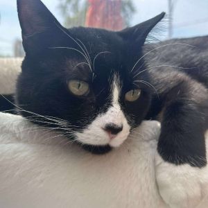 Oreo, Adult Male Domestic Short Hair