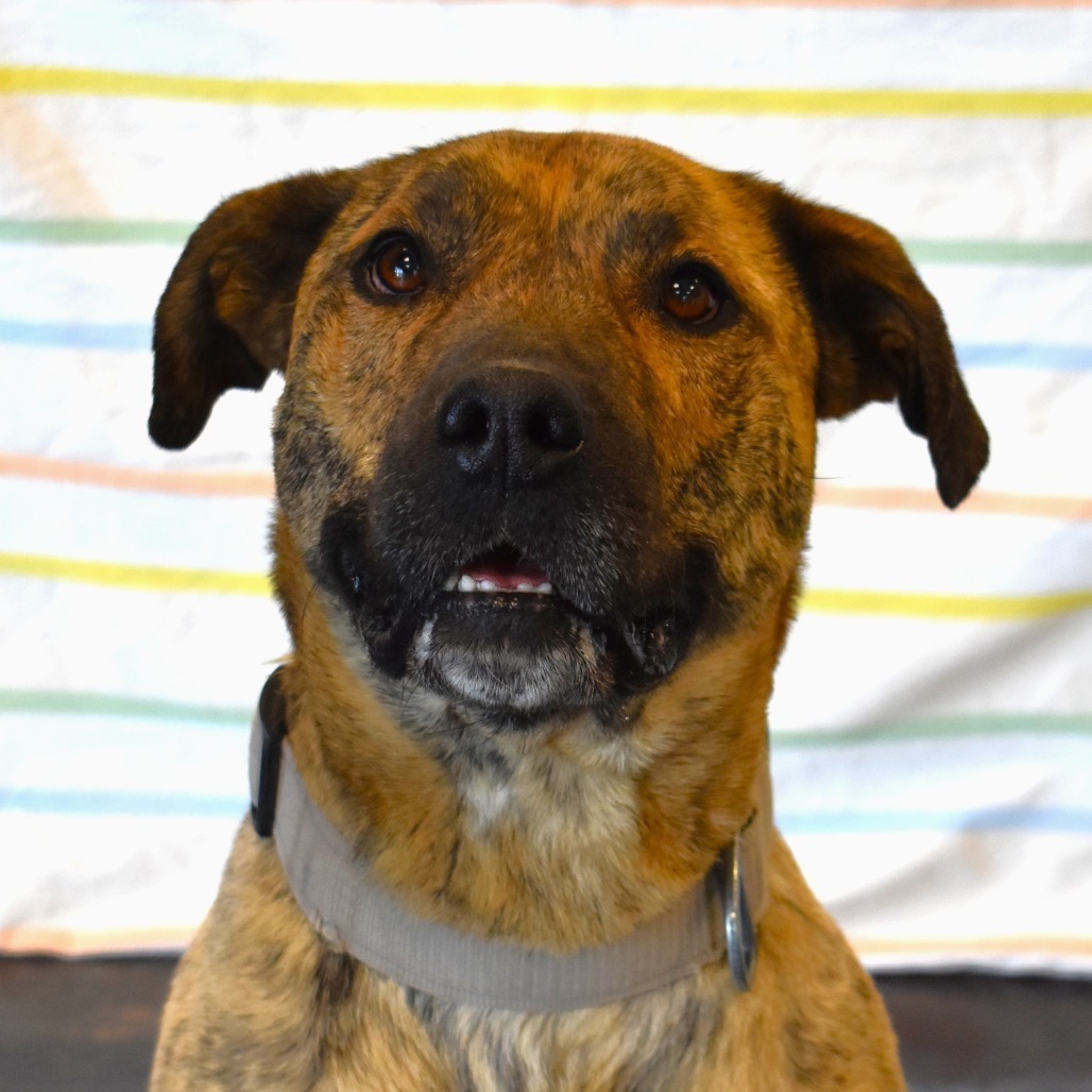 Ron, an adoptable Pit Bull Terrier in Rifle, CO, 81650 | Photo Image 1