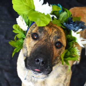 Ron, Adult Male Pit Bull Terrier