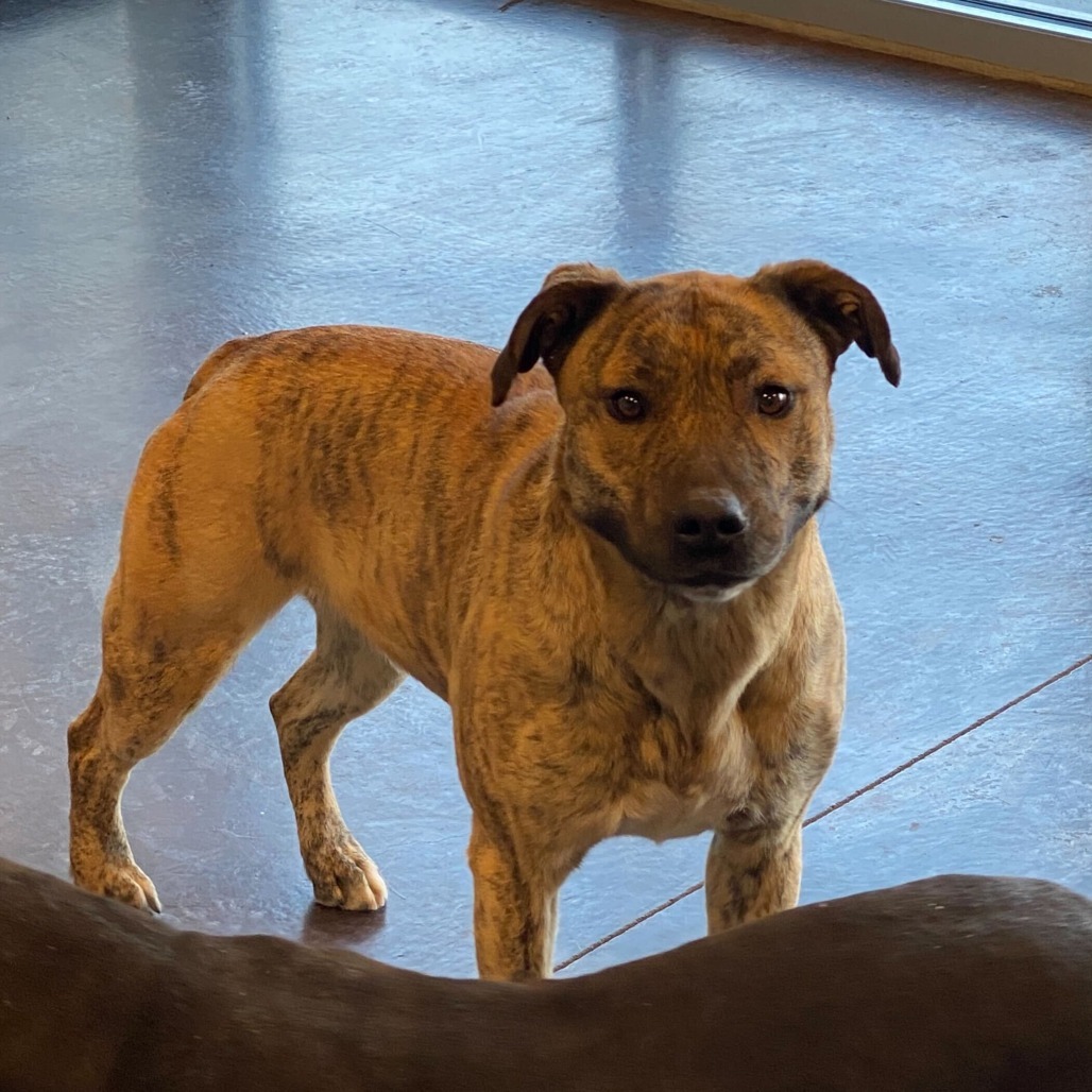 Ron, an adoptable Pit Bull Terrier in Rifle, CO, 81650 | Photo Image 2