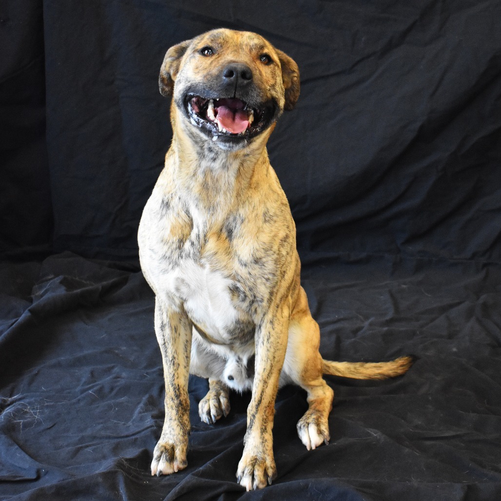 Ron, an adoptable Pit Bull Terrier in Rifle, CO, 81650 | Photo Image 3