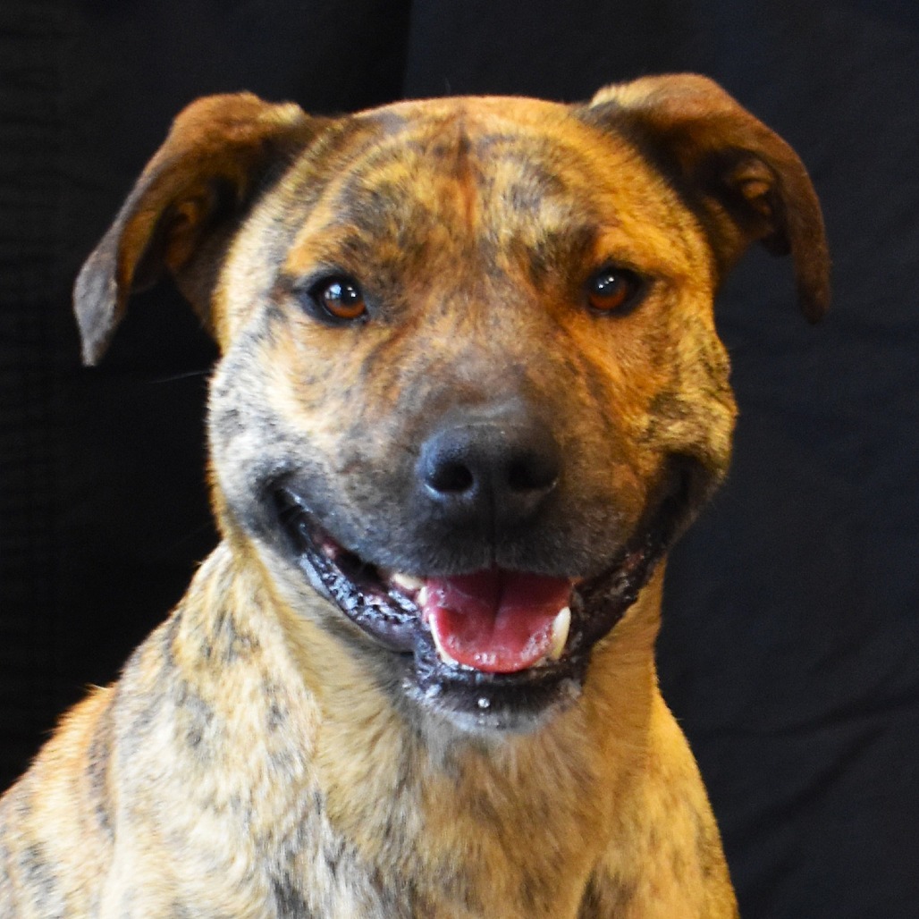 Ron, an adoptable Pit Bull Terrier in Rifle, CO, 81650 | Photo Image 4