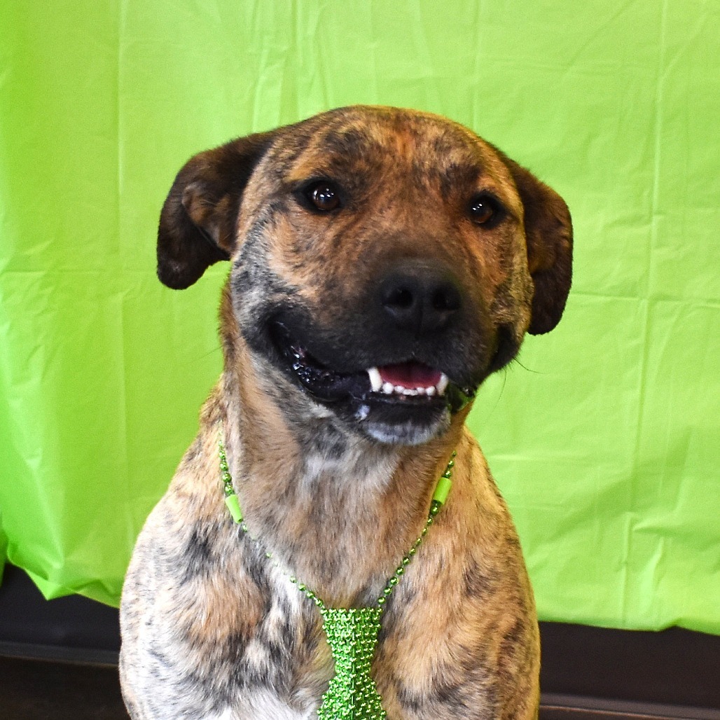 Ron, an adoptable Pit Bull Terrier in Rifle, CO, 81650 | Photo Image 4