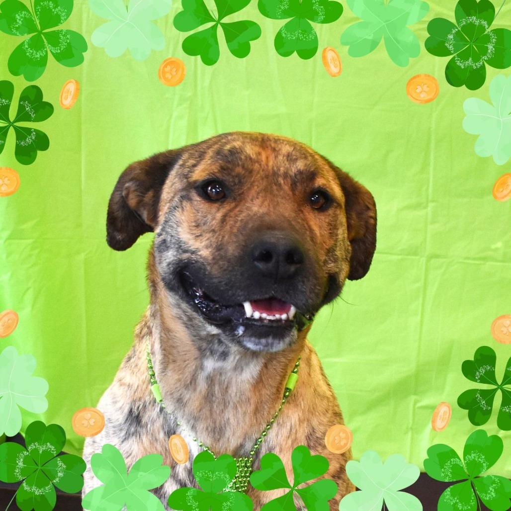 Ron, an adoptable Pit Bull Terrier in Rifle, CO, 81650 | Photo Image 5