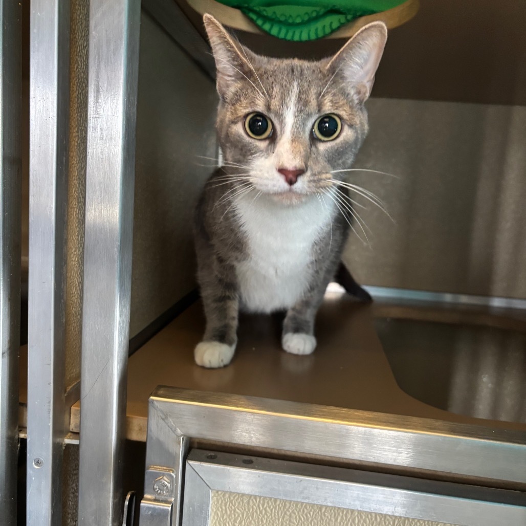 Ash (Bonded with Milo)