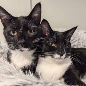 Tom Haverford (paired with Ron Swanson)