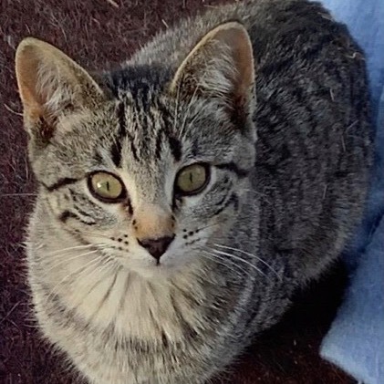 Tabby