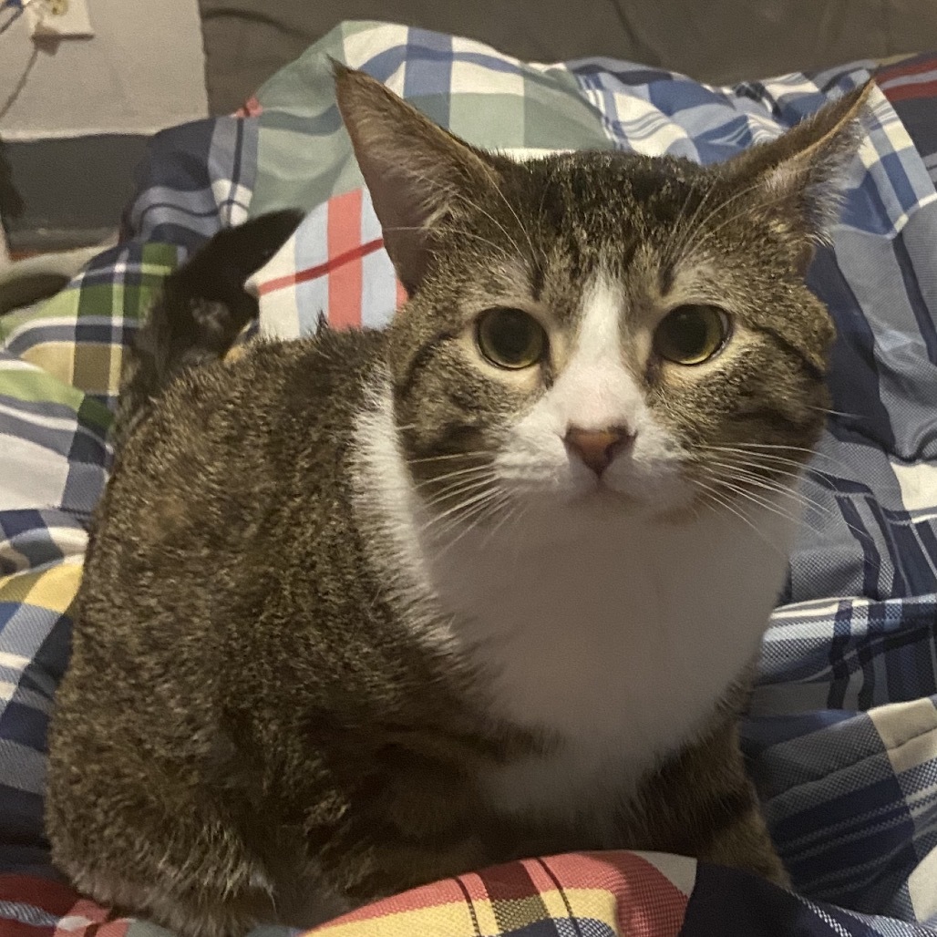 Kitty