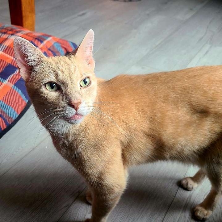 Elvis