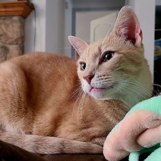 Elvis