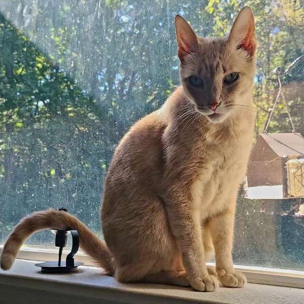 Elvis