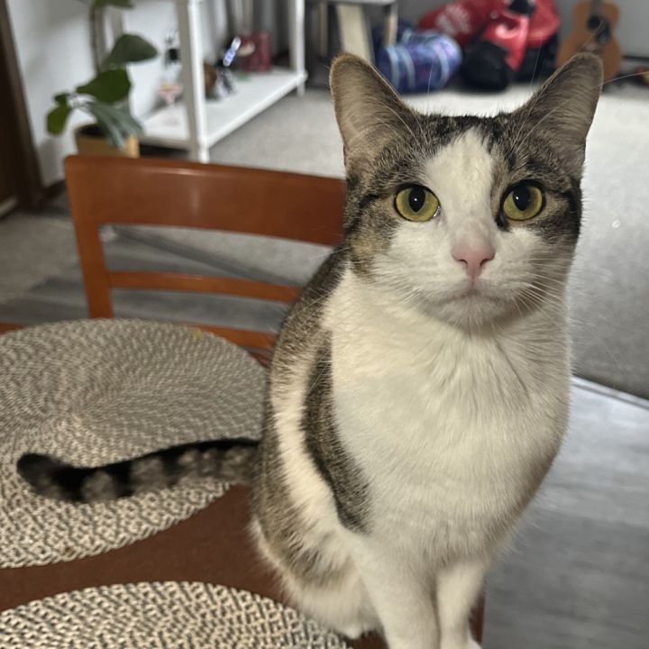 Kiwi 4