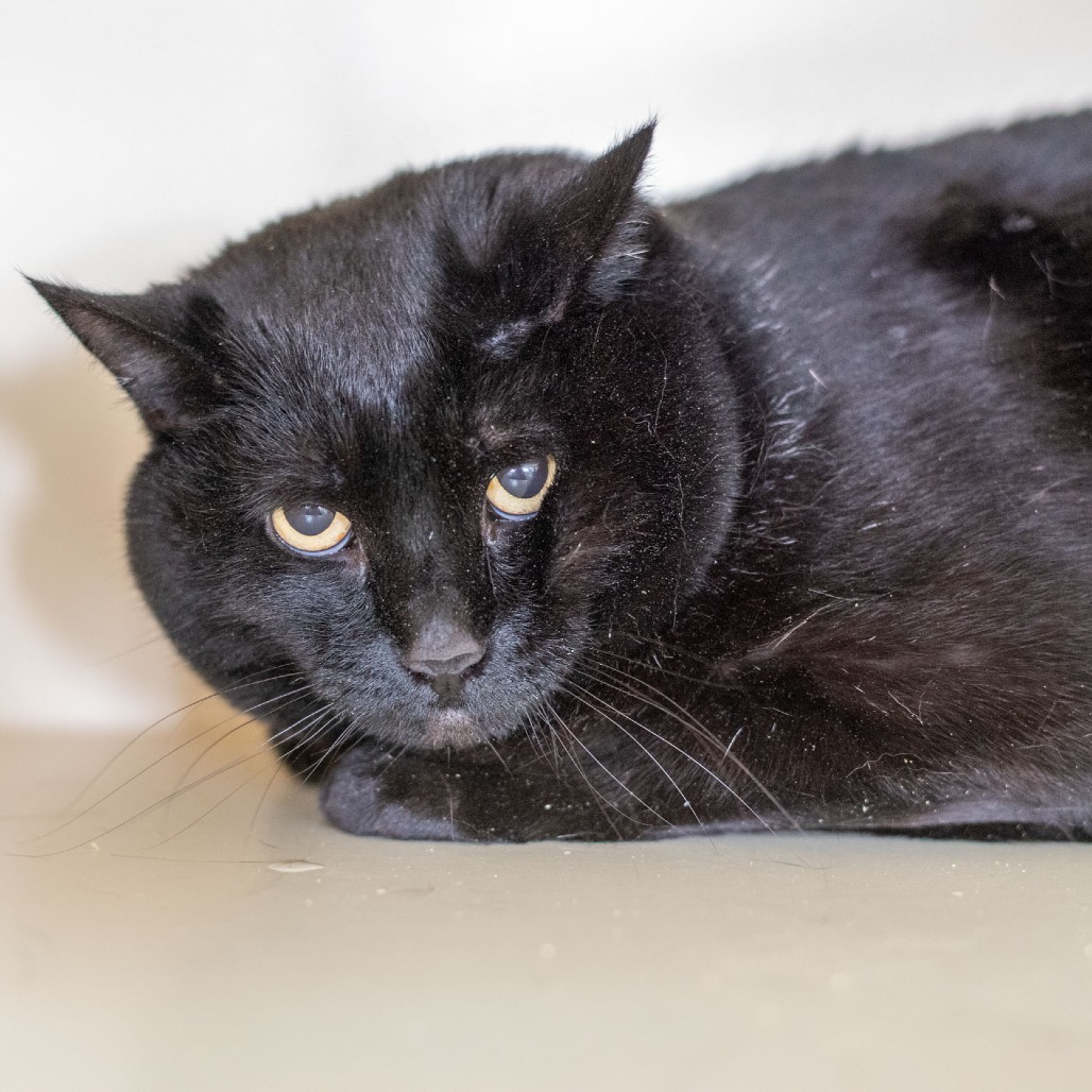 Elle, an adoptable Domestic Short Hair in Idaho Falls, ID, 83402 | Photo Image 1