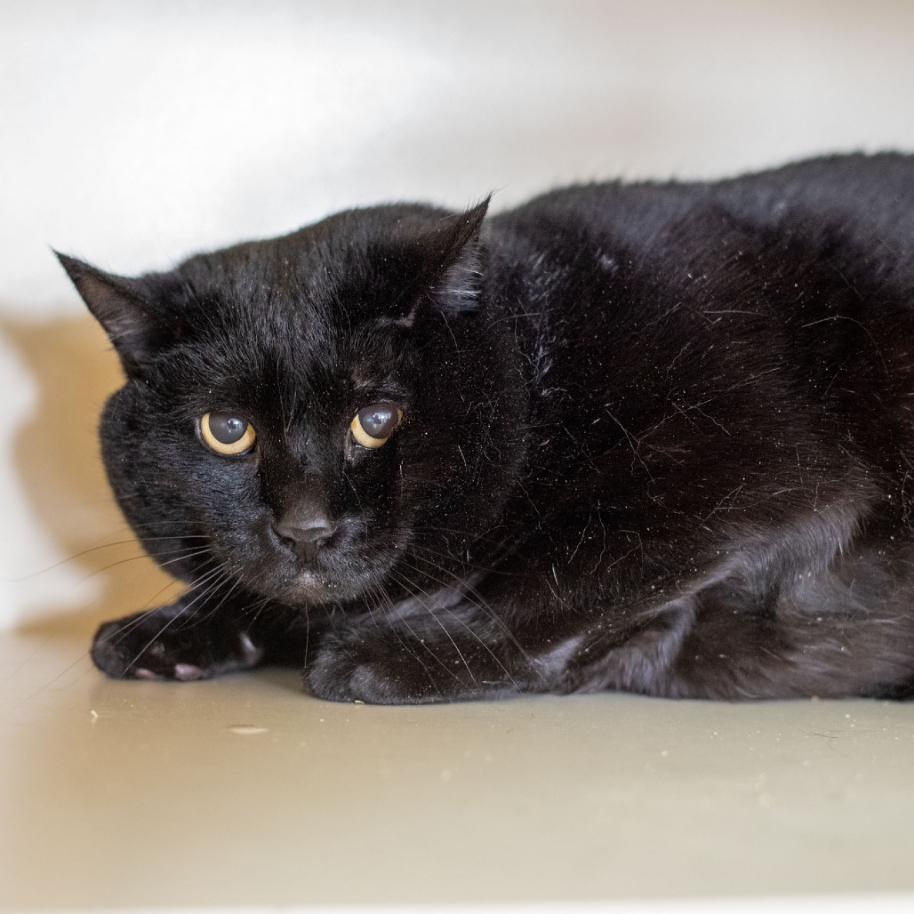 Elle, an adoptable Domestic Short Hair in Idaho Falls, ID, 83402 | Photo Image 2