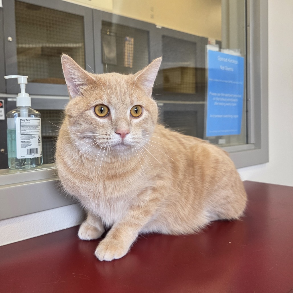 Weezer*, an adoptable Domestic Short Hair in Cody, WY, 82414 | Photo Image 1