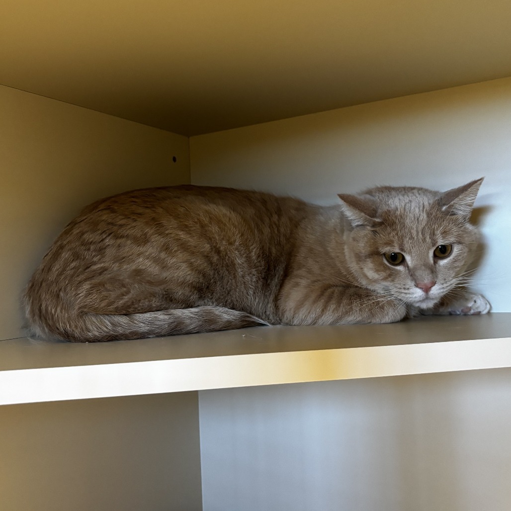 Weezer*, an adoptable Domestic Short Hair in Cody, WY, 82414 | Photo Image 2