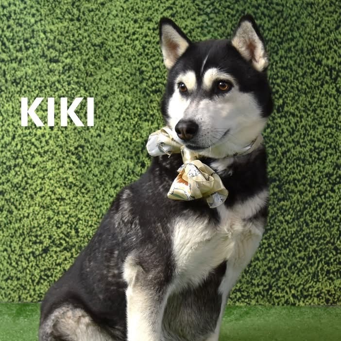 Kiki 1
