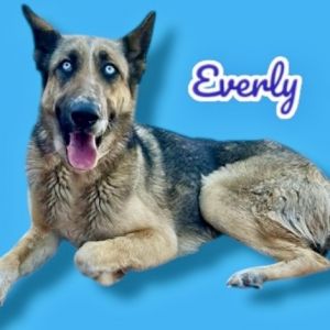 Everly
