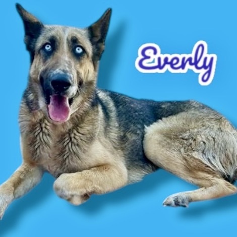 Everly