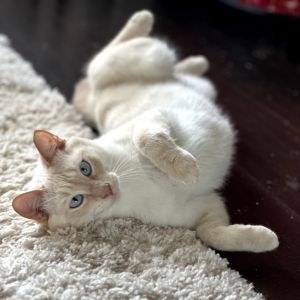 Meet Niran  Blossom - A Bonded Pair Full of Love Play and Purrs Looking for double the love doub