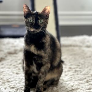 Meet Niran  Blossom - A Bonded Pair Full of Love Play and Purrs Looking for double the love doub