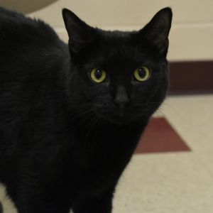 Sissy (Misty), Senior Female Domestic Short Hair
