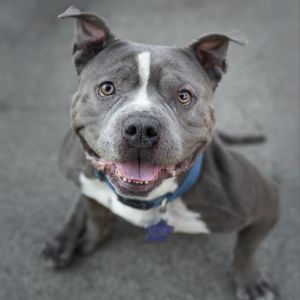 Introducing Beau a sweet and resilient 5-year-old 40-pound pittie with a heart full of love and a 