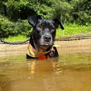 Fred, Adult Male Australian Cattle Dog / Blue Heeler