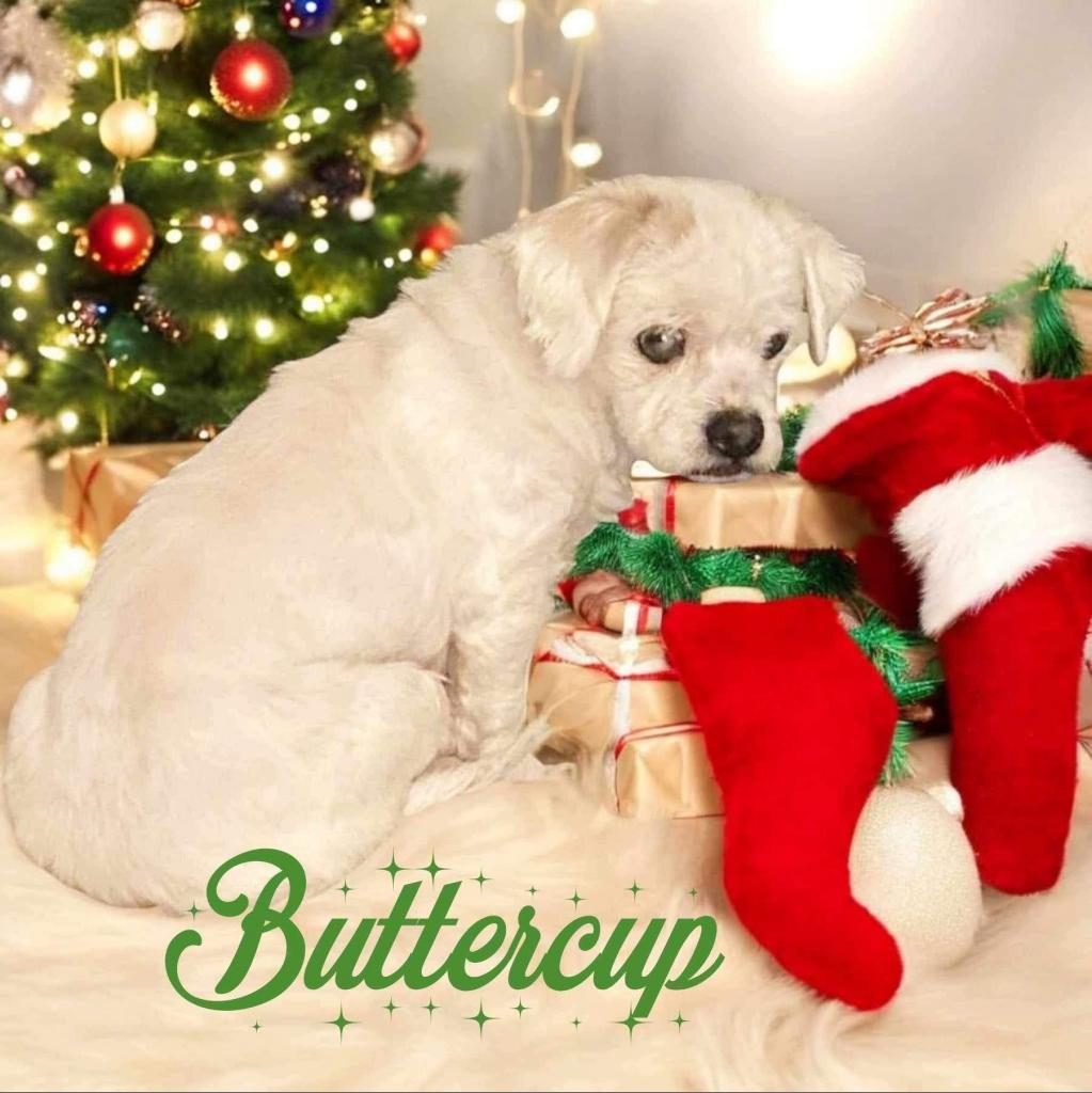 Buttercup