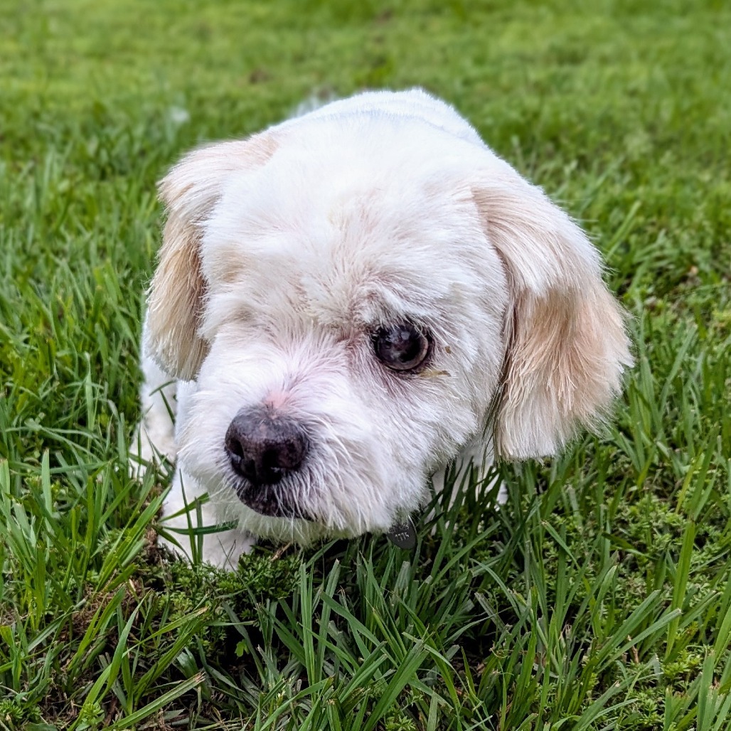 Buttercup