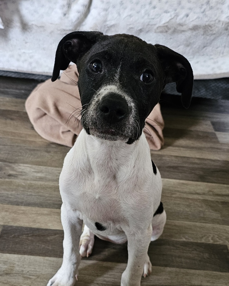 Daisy