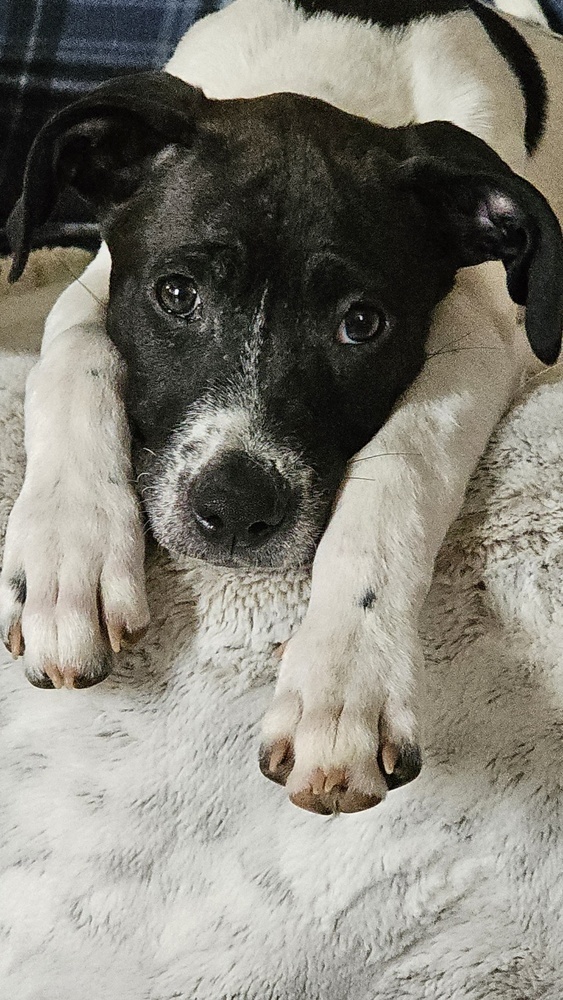 Daisy
