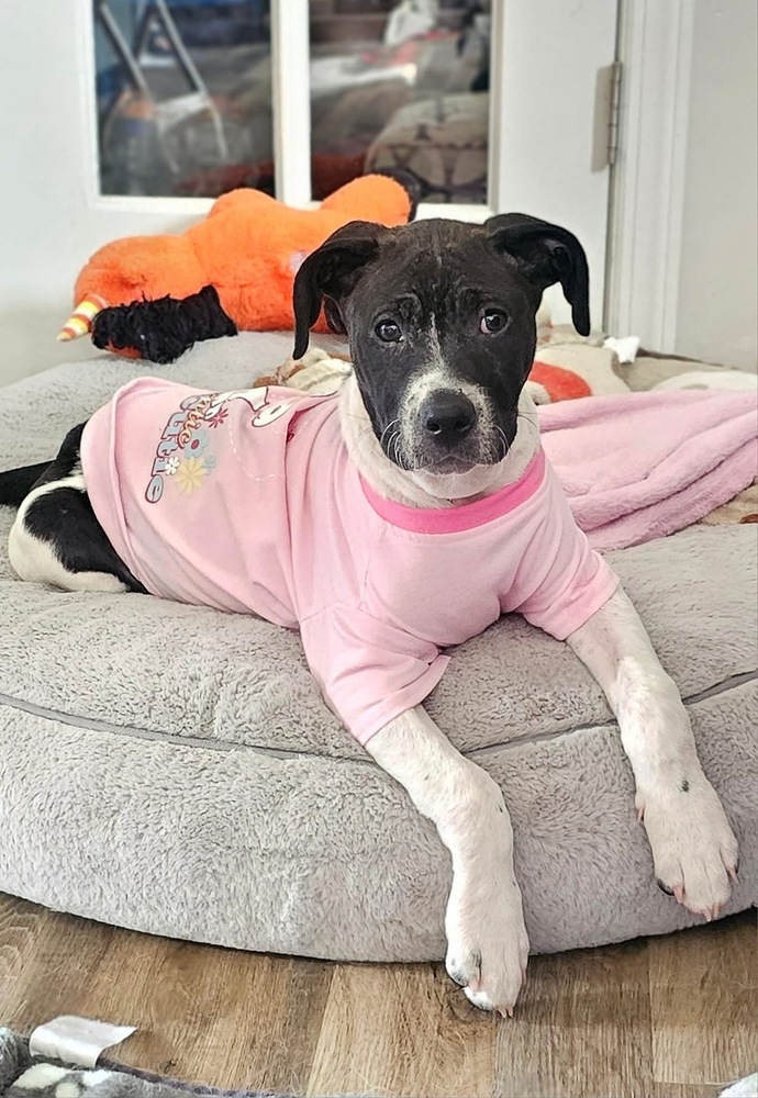 Daisy