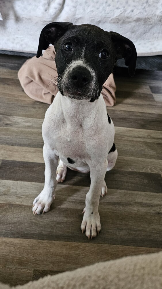 Daisy
